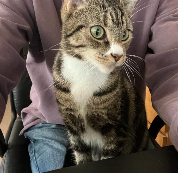Bellini – 3 yr old Cat