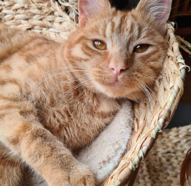 Bliss – 8/9 Month old Cat