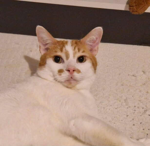 Boris Becker – 3 yr old Cat