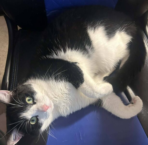 Buttons – 3 yr old Cat