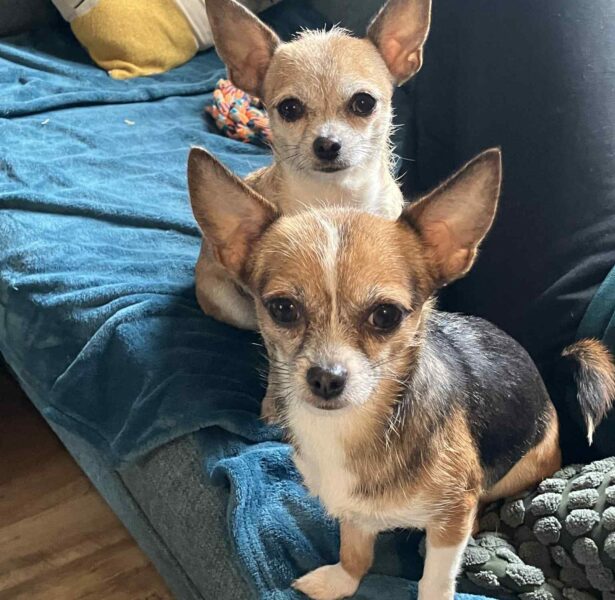 Choco and Ermy – 18 month old Chihuahuas