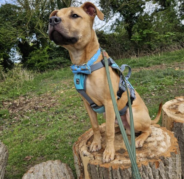 Clark Kent – 8 month old Cross Breed