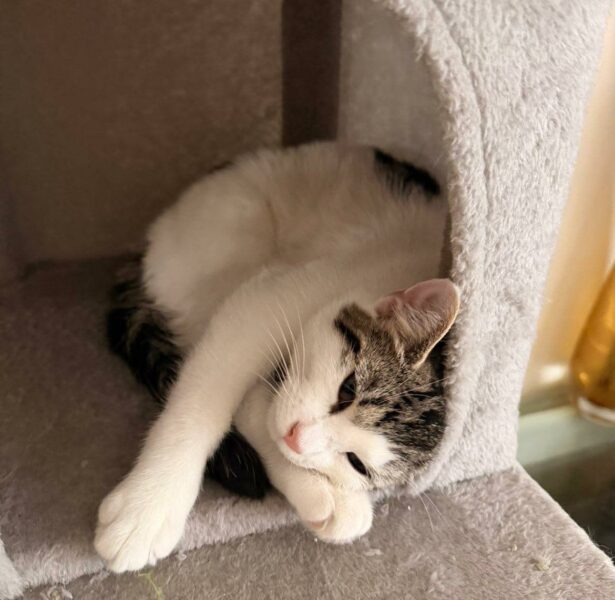 Cluedo and Ludo – 5 month old Cats