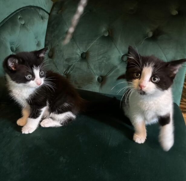 Pierre, Cardin and Celine **Rehomed**