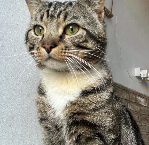 Catamaran – 18 month old Cat