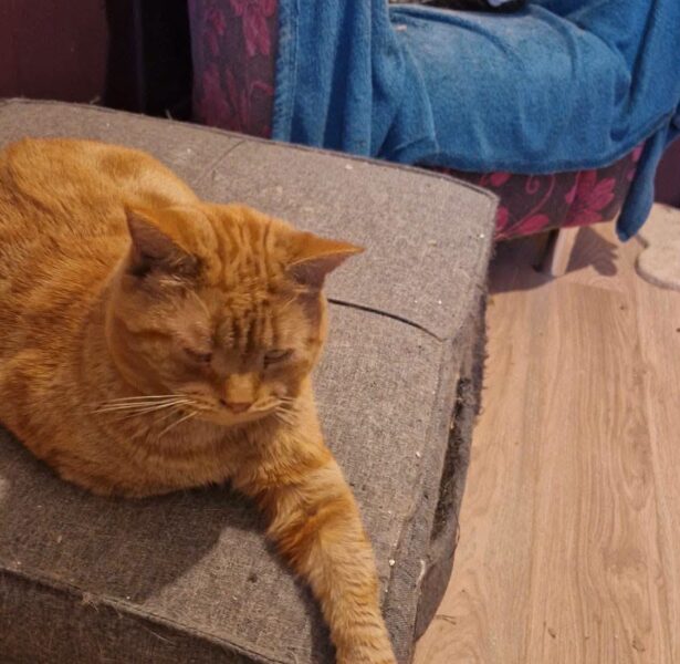 Catan and Boogle – Long term foster cats