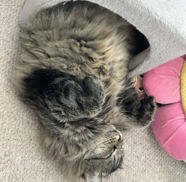 Chutney – 6 yr old Cat