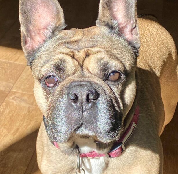 Chyli – 4 yr old Frenchie