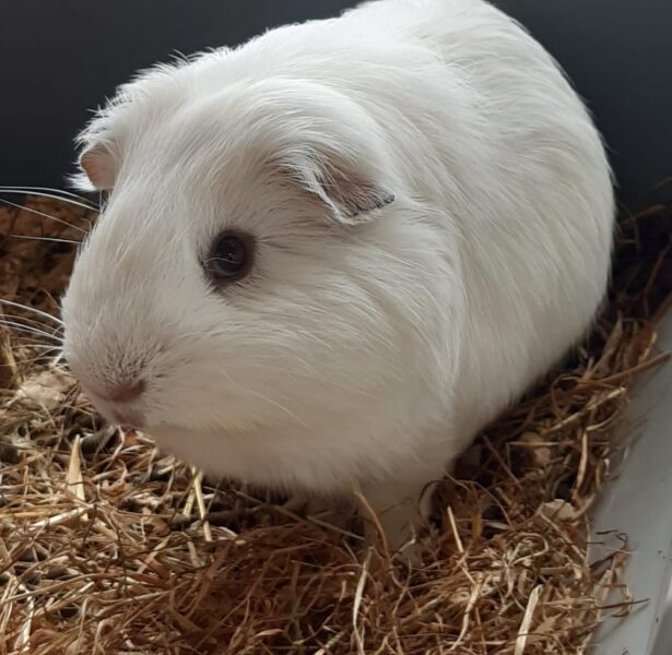 Claude and Francoise – 6 month old Guinea Pigs