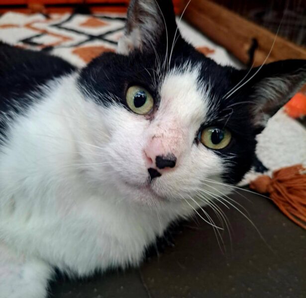 Cod – Male Cat