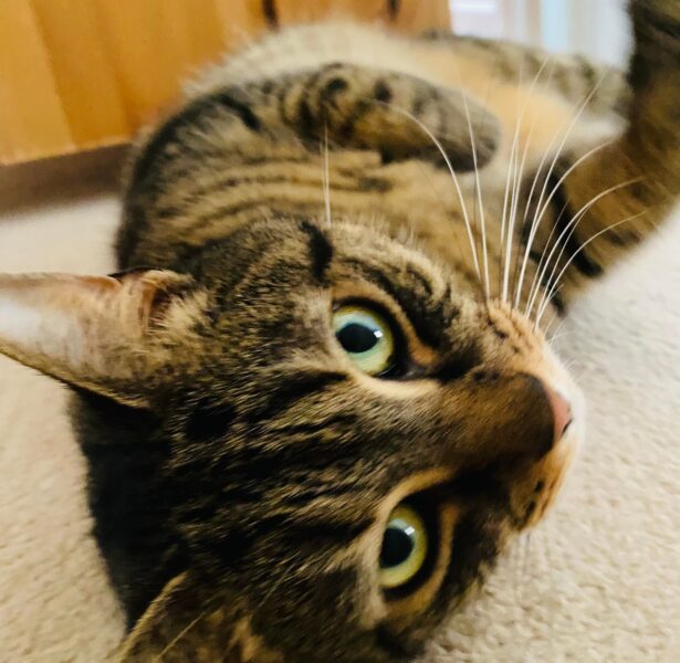 Copper – 4yr old female cat