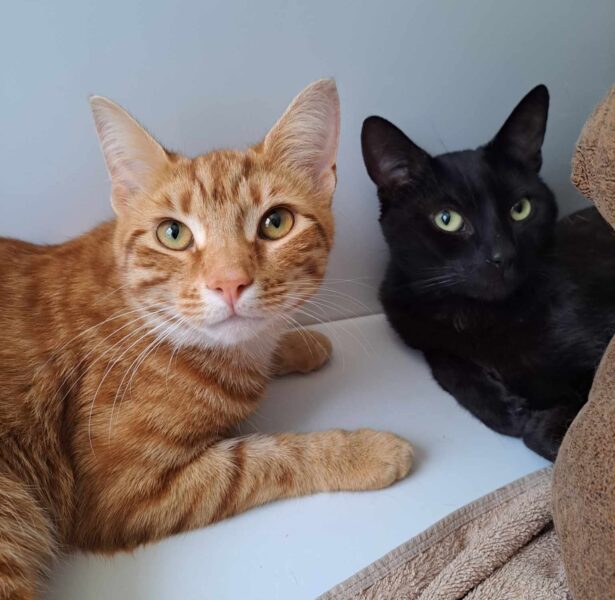 Cornflake (9 months) and Walrus (18 months) **Rehomed**