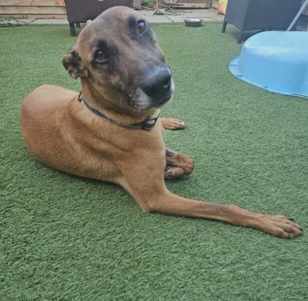 Cruise – 7 yr old Cross breed