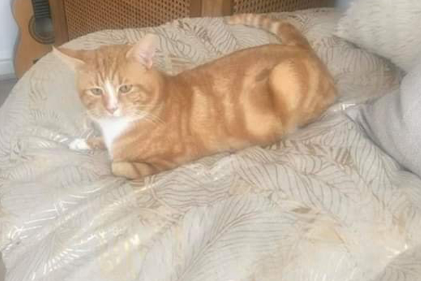 Crunchie **Rehomed**