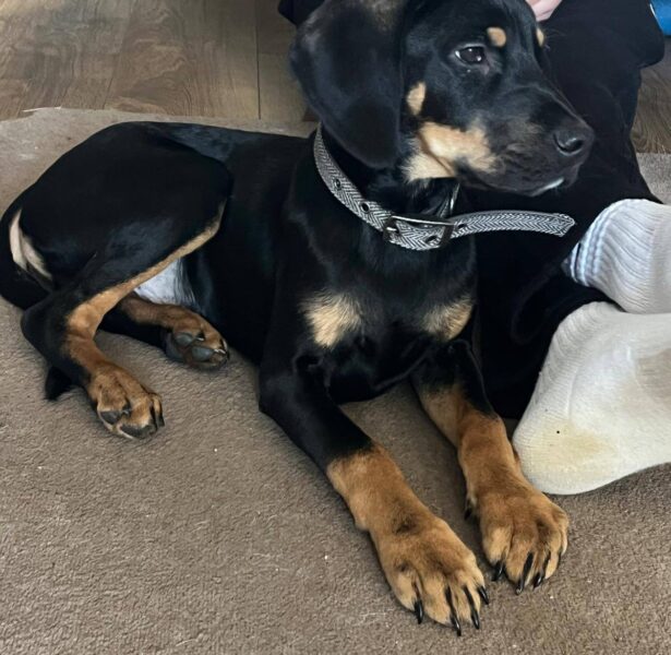 Puppies  – 16 week crossbreed