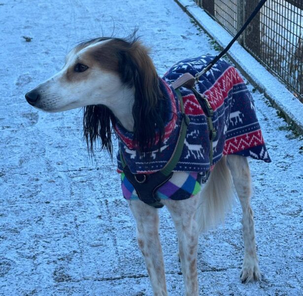Daiquiri – 7 yr old Lurcher