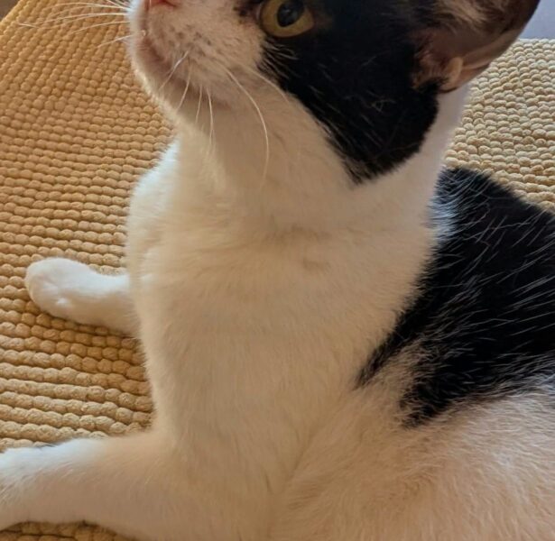 Daphne – Older Cat Long Term Foster