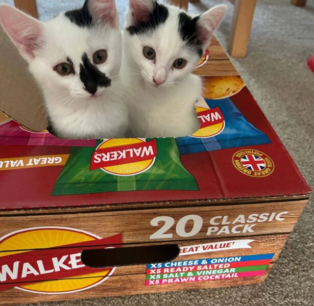 Deck and Marina – 12 week old kittens