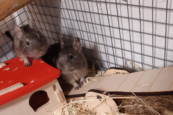 Degus **Rehomed