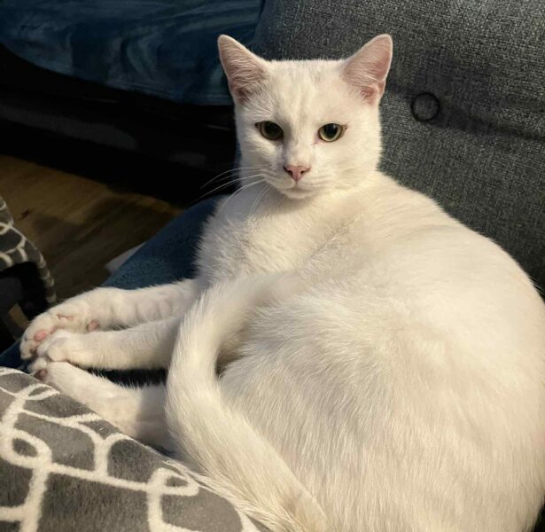 Diego Maradona **Rehomed**