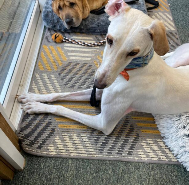 Dobble – 18 month old Lurcher