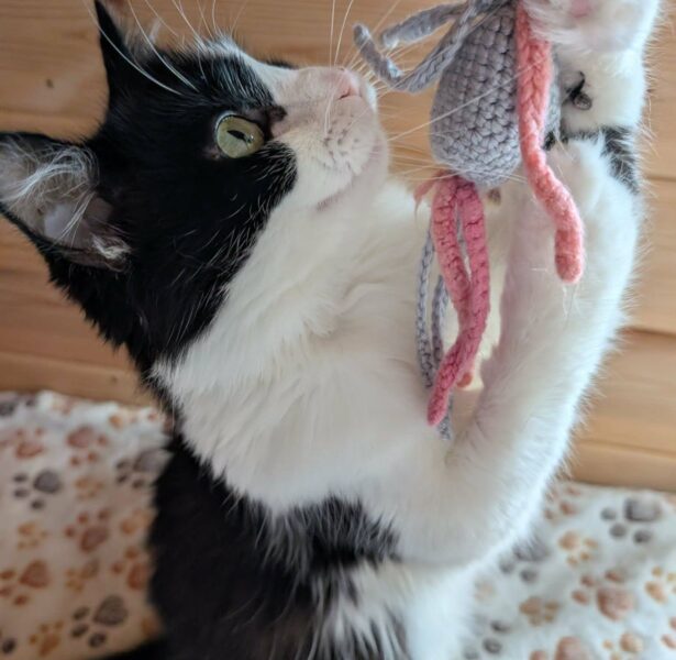 Domino – 2 yr old Cat