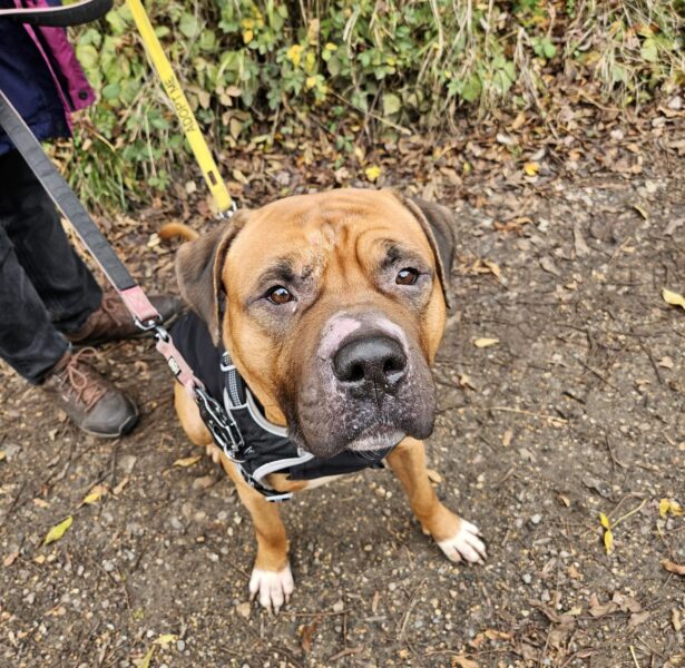 Donal – 3 yr old large mixed breed dog