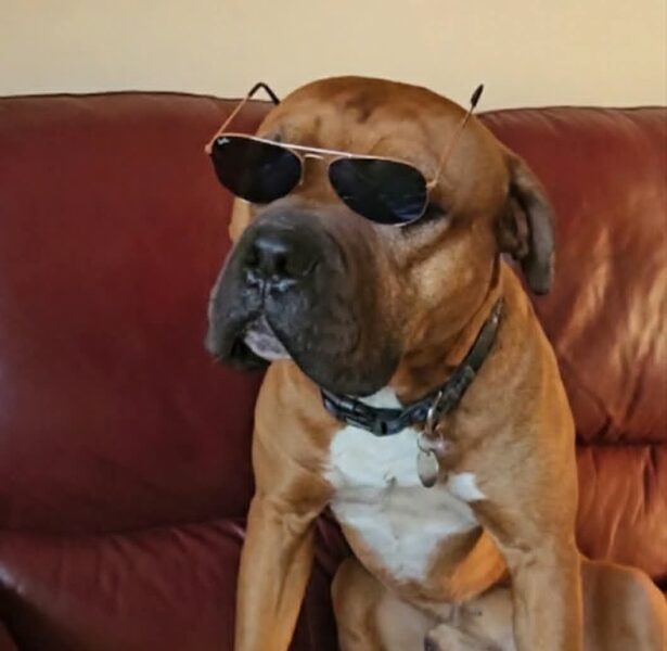 Donal – 4 yr old Crossbreed