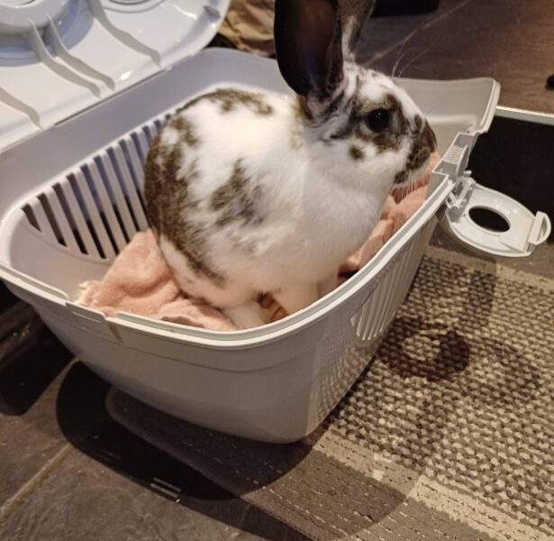 Drift – 4 month old Rabbit