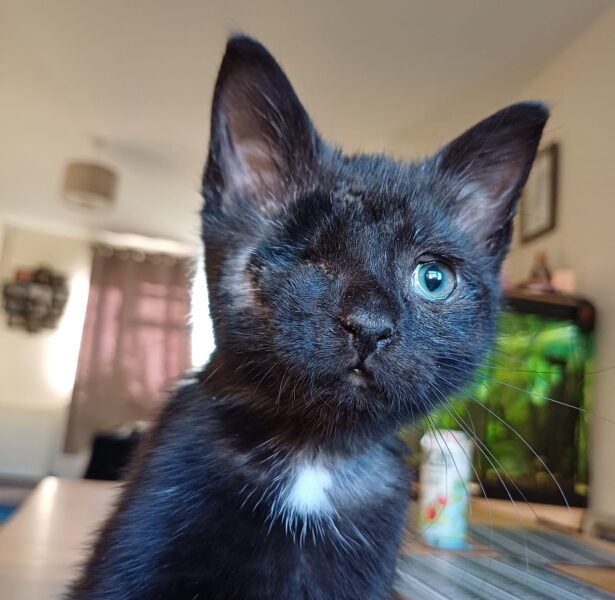 Eleanor Rigby – 6 week old kitten