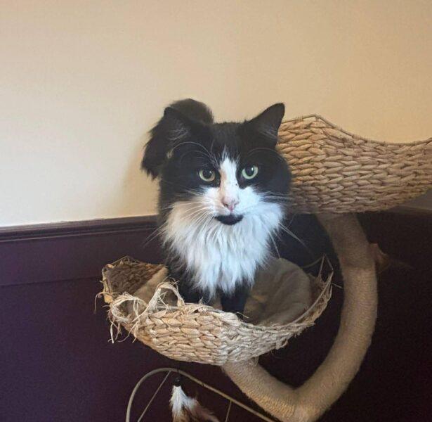 Feliz and Mutla – 6 yr old Cats