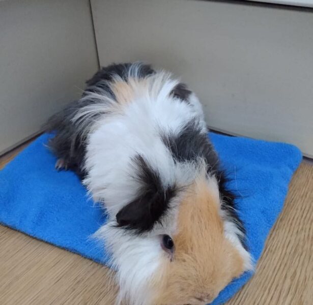 Florida and Chicago – 8 Month Old Guinea Pigs