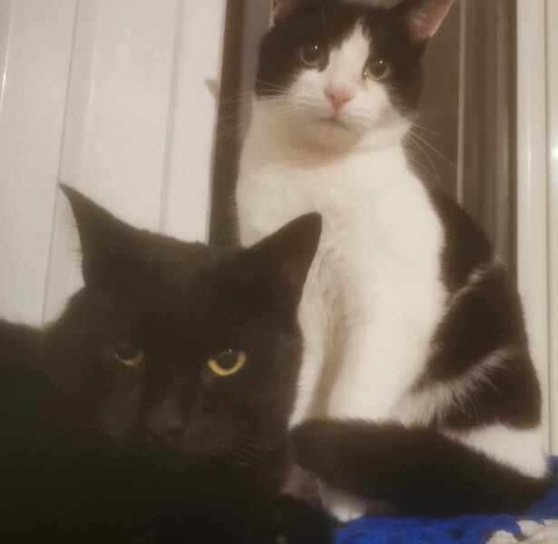 Freddie and Froggy – 1 yr old cats