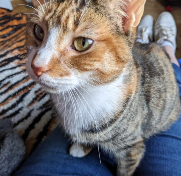 Glade – 3 yr old Female Cat