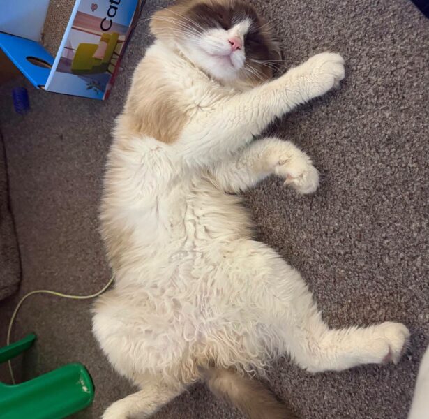 Goose – 2 yr old Ragdoll