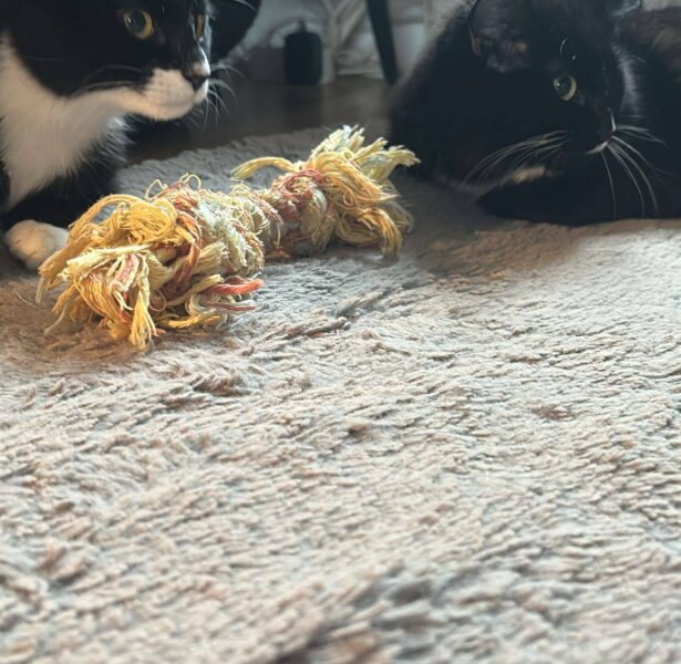 Flossie and Harper – 6 month old Cats