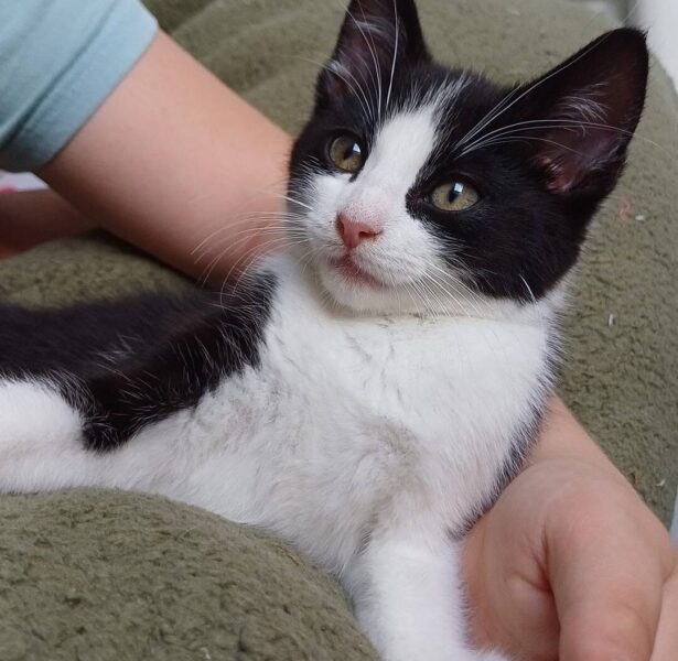Harbour – 11 week old kitten