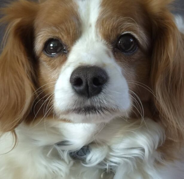 Haryali – 5 yr old Cavalier Mix