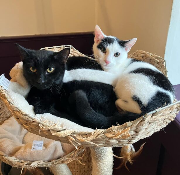 Hocus and Pocus – 6 month old cats