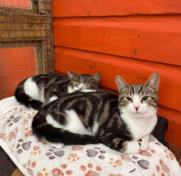 Honeysuckle and Buckthorn – 5 month old kittens