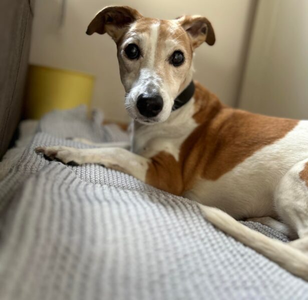Indigo – 14 yr old Jack Russell x Whippet
