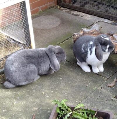 Inky and Minky ** Rehomed**