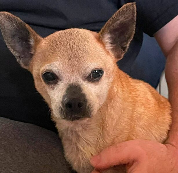 Jabali – Older Crossbreed