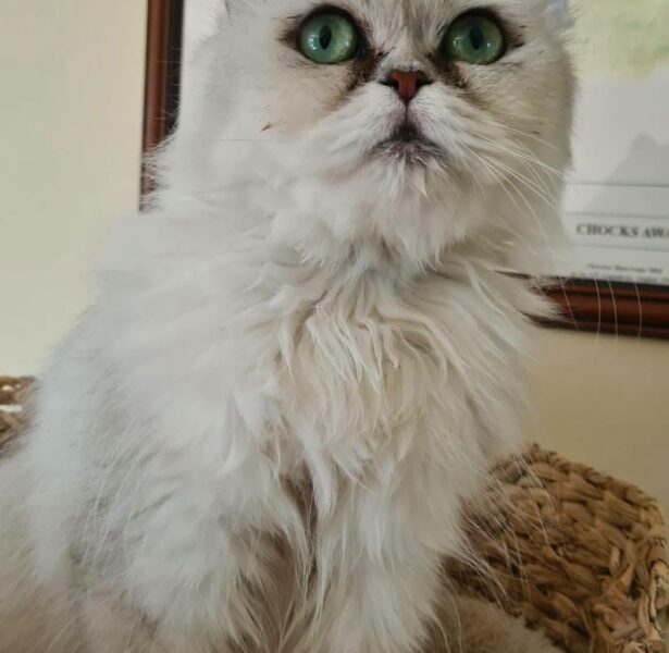 Jetty – 5 yr old Persian