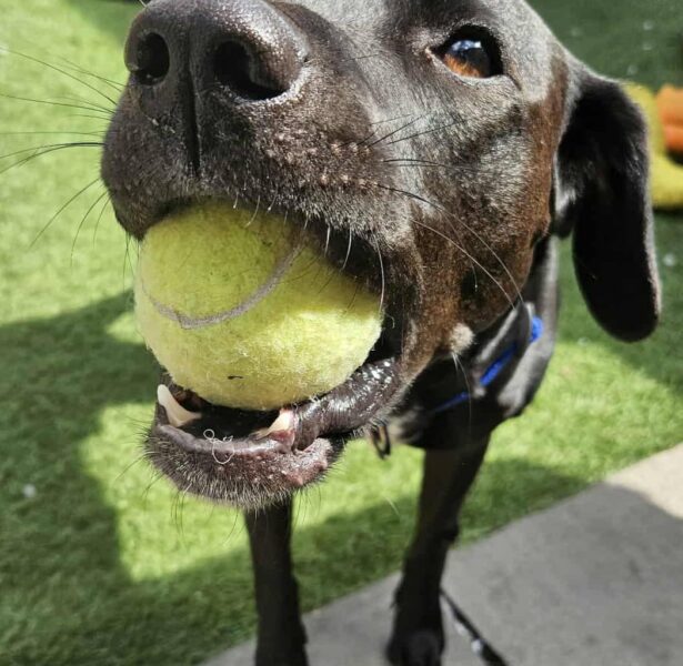 Jonah Lomu – 4 yr old Cross breed