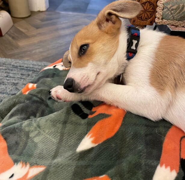 Juliette – 10 week old crossbreed