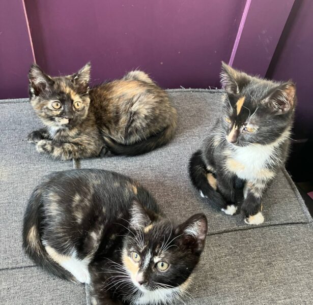 Kittens
