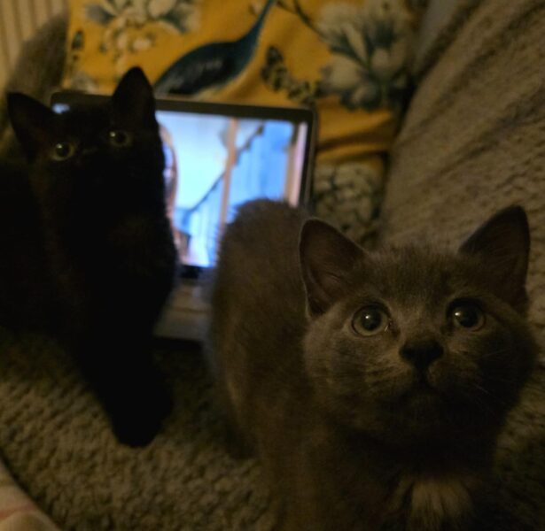 Kittens