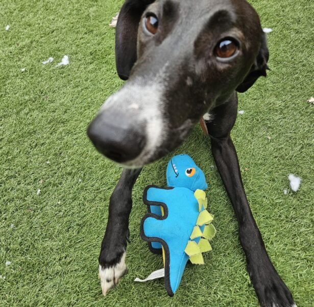 Kriss Akabusi – 2 yr old Lurcher