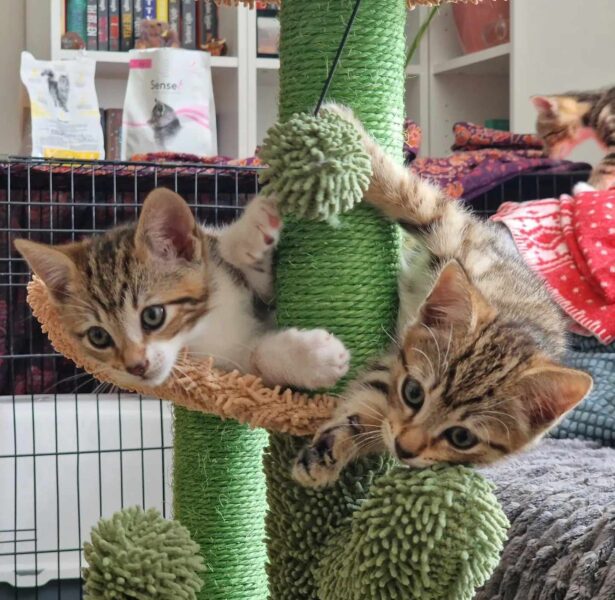 Lennon and Maxwell – Male Kittens